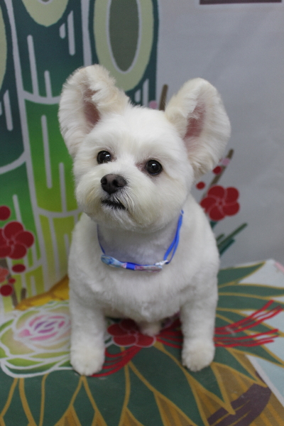 千葉県鎌ヶ谷市のミックス犬のトリミング画像