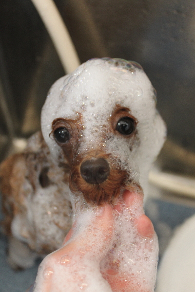 千葉県船橋市のトイプードルのシャンプー画像