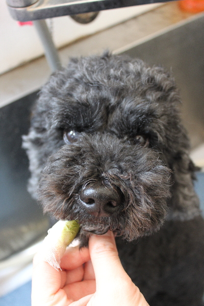 千葉県松戸市のトイプードルの歯磨き画像