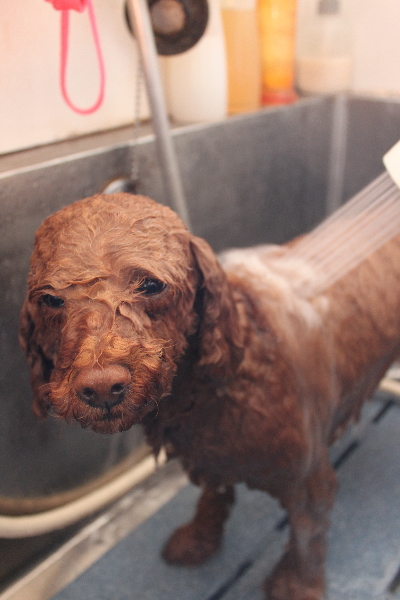 千葉県鎌ケ谷市トイプードルのオゾンシャワー画像