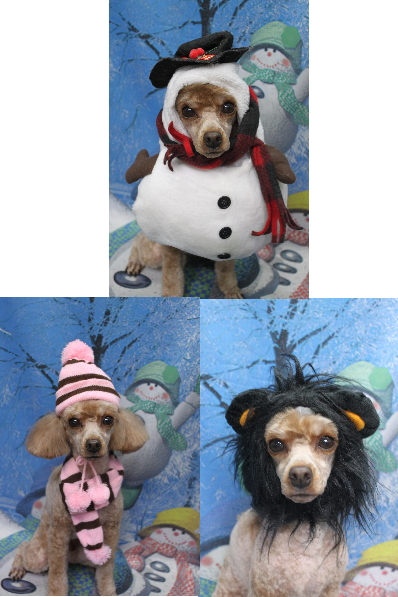 千葉県船橋市のトイプードルのトリミング画像