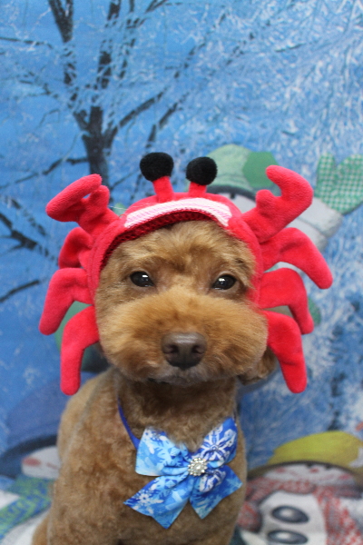 千葉県船橋市のトイプードルのトリミング画像