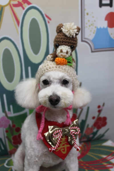 千葉県鎌ヶ谷市のトイプードルのトリミング画像