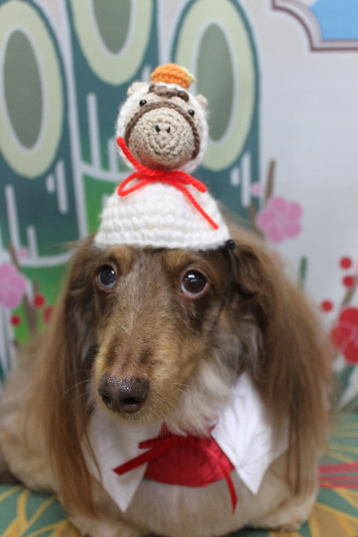 千葉県松戸市のミニチュアダックスのトリミング画像