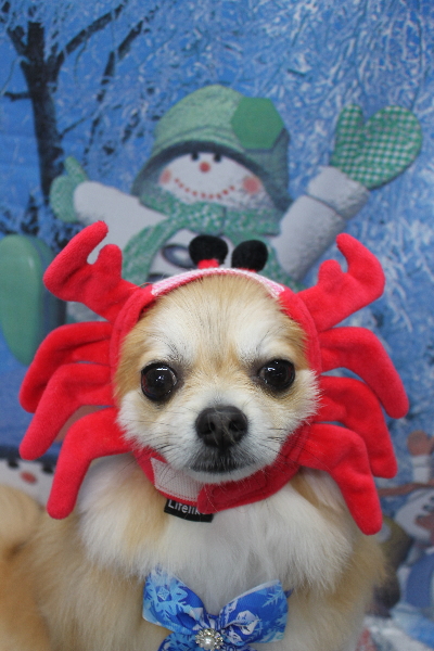 千葉県船橋市のミックス犬のトリミング画像