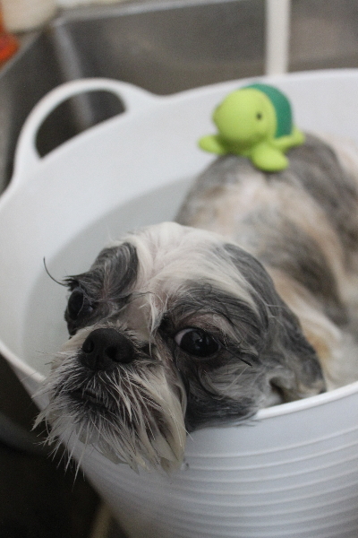 千葉県松戸市のシーズーの炭酸泉画像