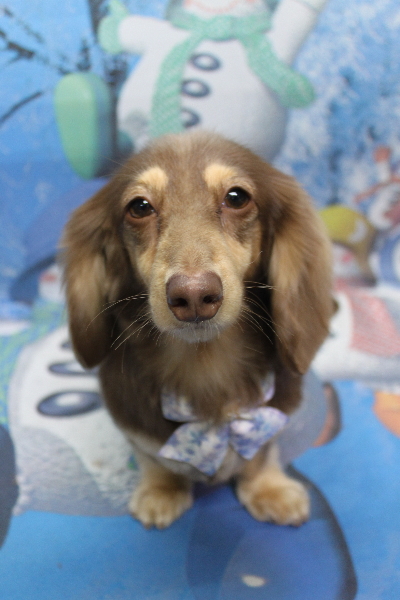 千葉県船橋市のミニチュアダックスのトリミング画像