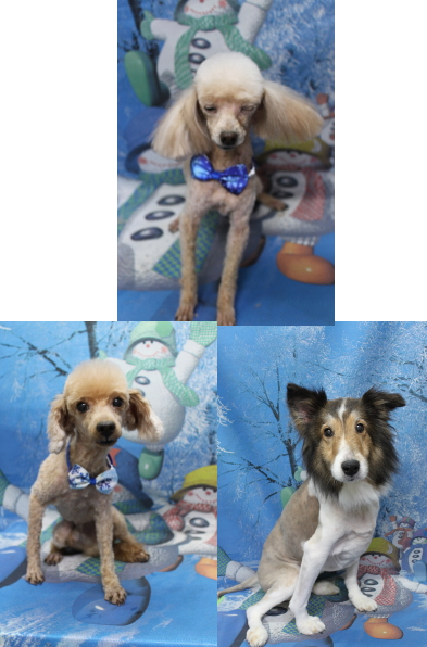 千葉県船橋市のトイプードルのトリミング画像