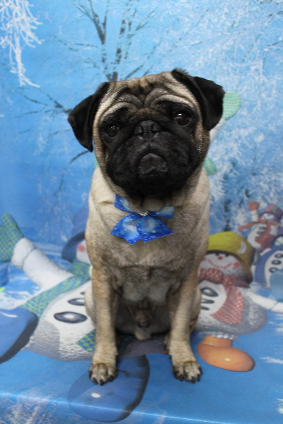 千葉県鎌ケ谷市のパグのトリミング画像