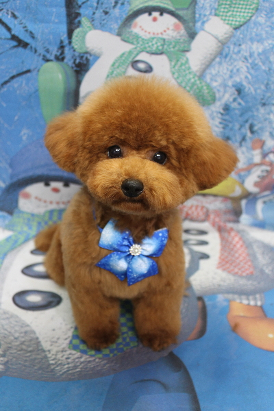 千葉県鎌ケ谷市トイプードルのトリミング画像