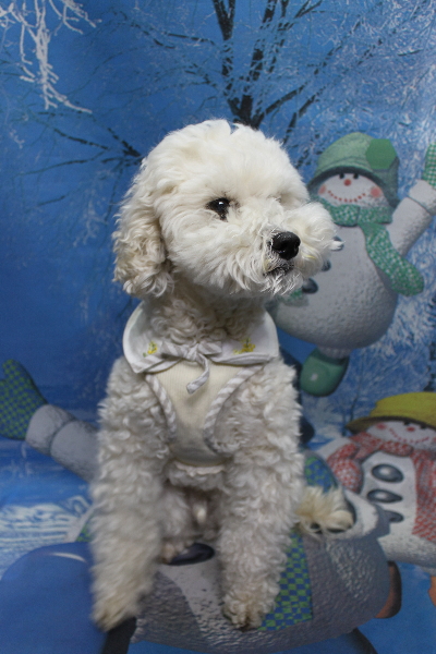 千葉県松戸市のミックス犬のトリミング前画像