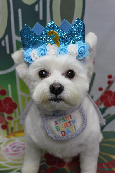 千葉県鎌ヶ谷市のミックス犬のトリミング画像