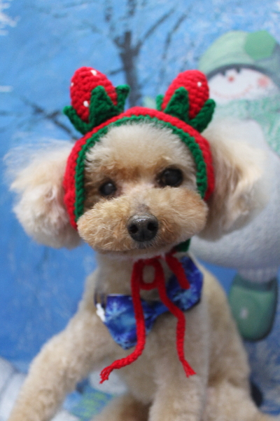 千葉県船橋市のトイプードルのトリミング画像