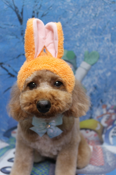 千葉県鎌ヶ谷市のトイプードルのトリミング画像