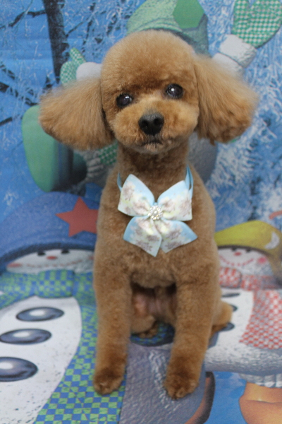 千葉県船橋市のトイプードルのトリミング画像