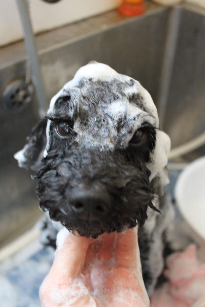 千葉県松戸市のトイプードルのシャンプー画像