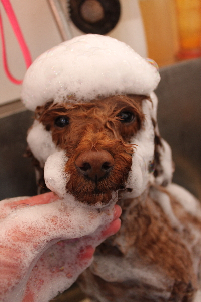 千葉県鎌ケ谷市トイプードルのシャンプー画像