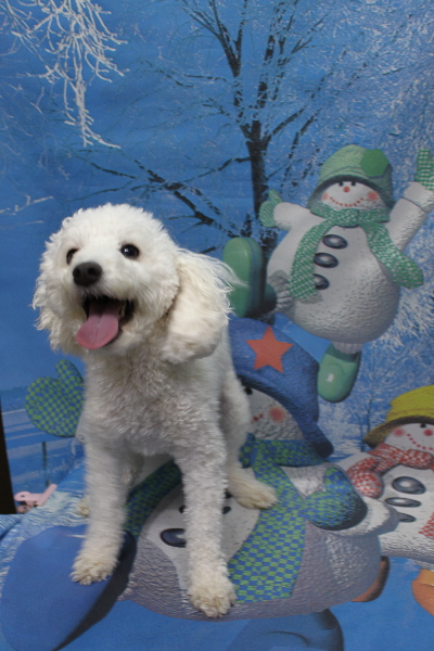 千葉県船橋市のトイプードルのトリミング前画像