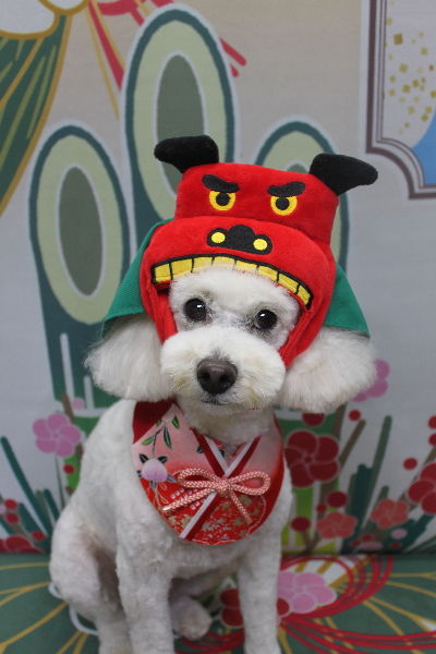 千葉県鎌ヶ谷市のトイプードルのトリミング画像