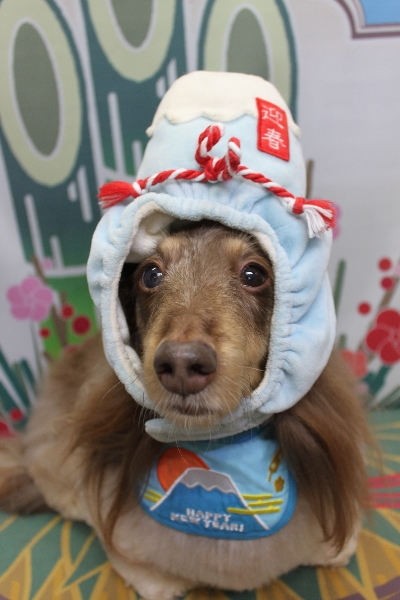 千葉県松戸市のミニチュアダックスのトリミング画像