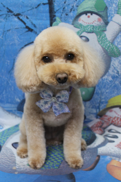 千葉県佐倉市のトイプードルのトリミング画像