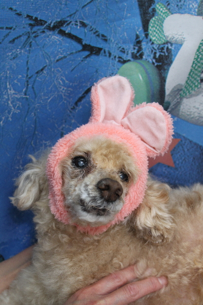 千葉県船橋市のトイプードルのトリミング画像