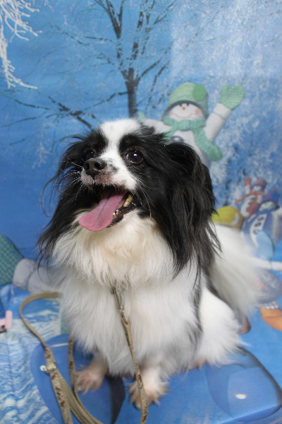 茨城県龍ヶ崎市のパピヨントリミング前画像