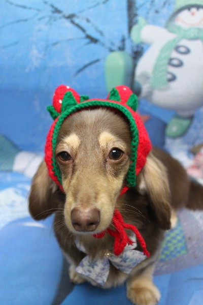 千葉県船橋市のミニチュアダックスのトリミング画像