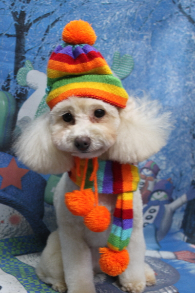 千葉県船橋市のトイプードルのトリミング画像