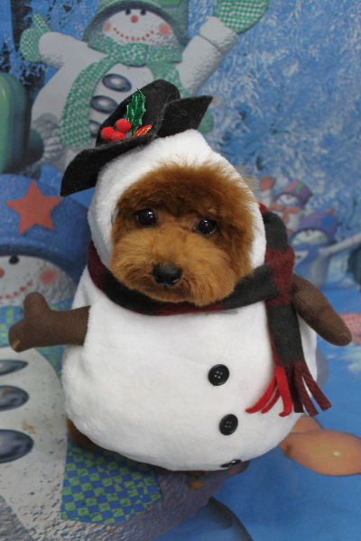 千葉県鎌ケ谷市トイプードルのトリミング画像