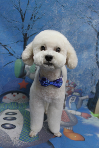 千葉県松戸市のミックス犬のトリミング画像