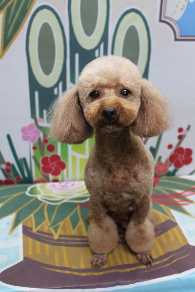 トイプードルブリーダーの成犬、トリミング画像