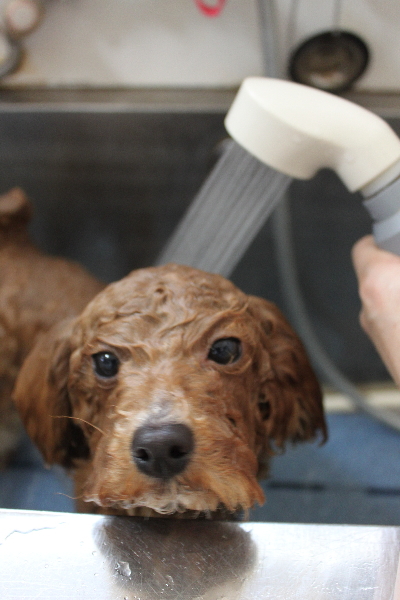千葉県船橋市のトイプードルのオゾンシャワー画像