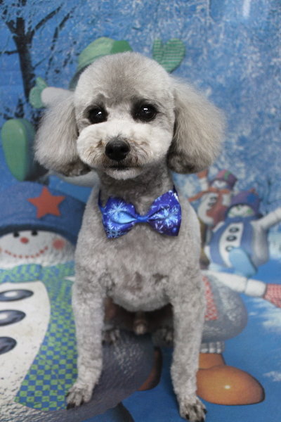 千葉県船橋市のトイプードルのトリミング画像