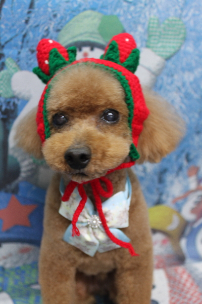 千葉県船橋市のトイプードルのトリミング画像