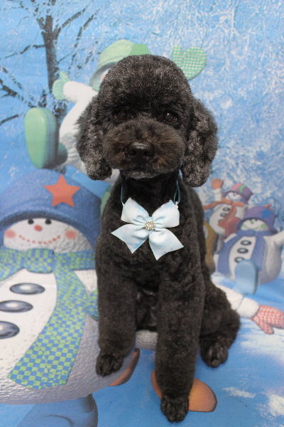 千葉県松戸市のトイプードルのトリミング画像