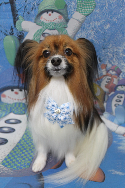 千葉県鎌ヶ谷市のパピヨンのトリミング画像