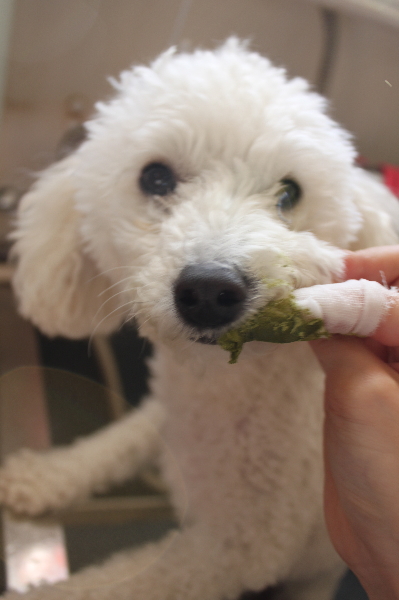 千葉県船橋市のトイプードルの歯磨き画像