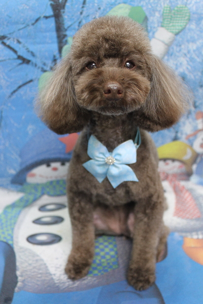 千葉県市川市のトイプードルのトリミング画像