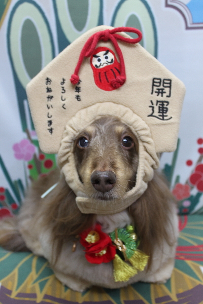 千葉県松戸市のミニチュアダックスのトリミング画像