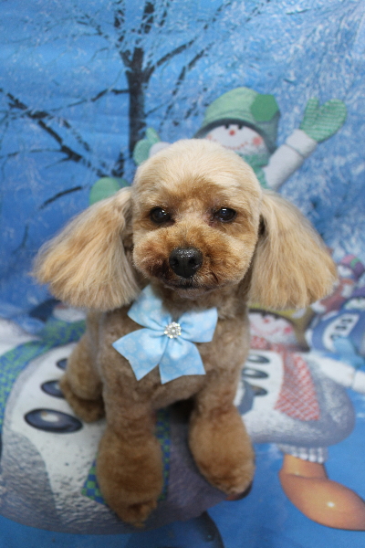 千葉県船橋市のトイプードルのトリミング画像