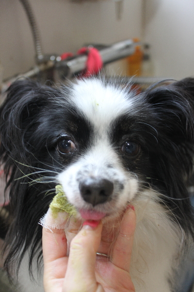 茨城県龍ヶ崎市のパピヨン歯磨き画像
