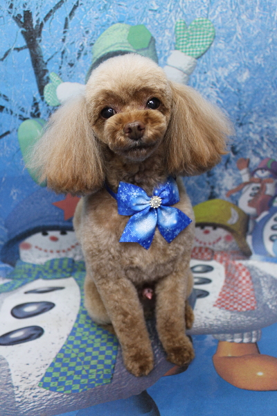 千葉県船橋市のトイプードルのトリミング画像