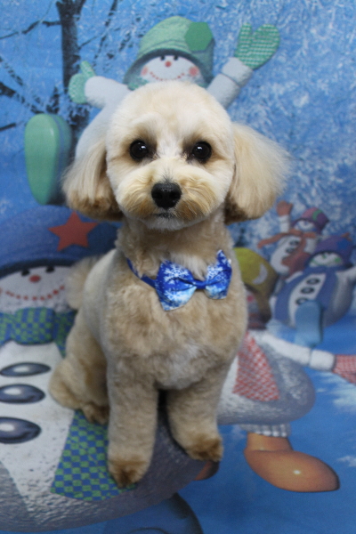 千葉県鎌ケ谷市のミックス犬のトリミング画像