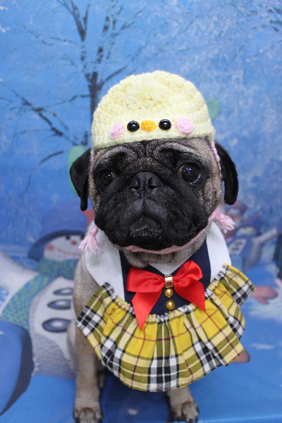 千葉県鎌ケ谷市のパグのトリミング画像