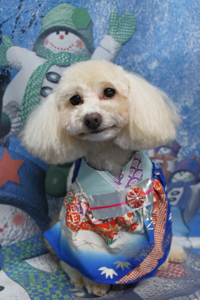 千葉県船橋市のトイプードルのトリミング画像