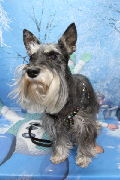 千葉県船橋市のミニチュアシュナウザーのトリミング前画像