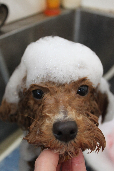 千葉県船橋市のトイプードルのシャンプー画像