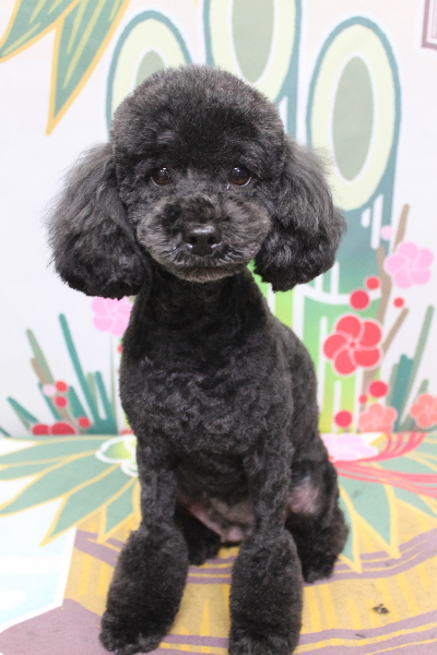 トイプードルブリーダーの成犬、トリミング画像