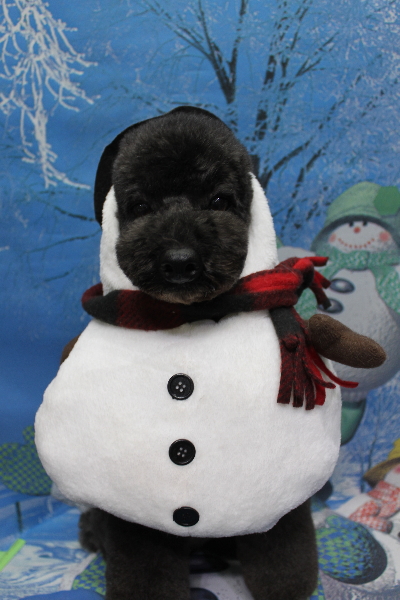 千葉県鎌ヶ谷市のトイプードルのトリミング画像